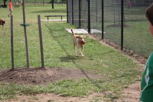 Dog Park in Maryland: Ballenger Creek Park