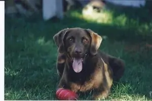 Our beloved Chesapeake Bay Retriever, Hunter