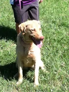 Our new Chesapeake Bay Retriever, Stella