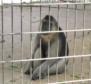 Ochreata Macaque