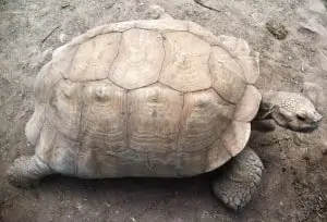 Galapagos Tortoise