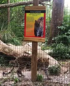 Amur Leopard