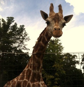 Catoctin Zoo: How To Have An Awesome Day Trip