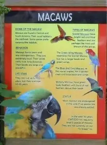 Macaws