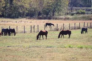 Scenic Drive in Frederick Md on Cap Stine Road