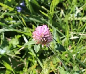 Flower close-up