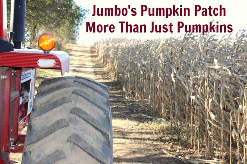 Jumbo's Pumpkin Patch Your Inexpensive, Family Fun is Here