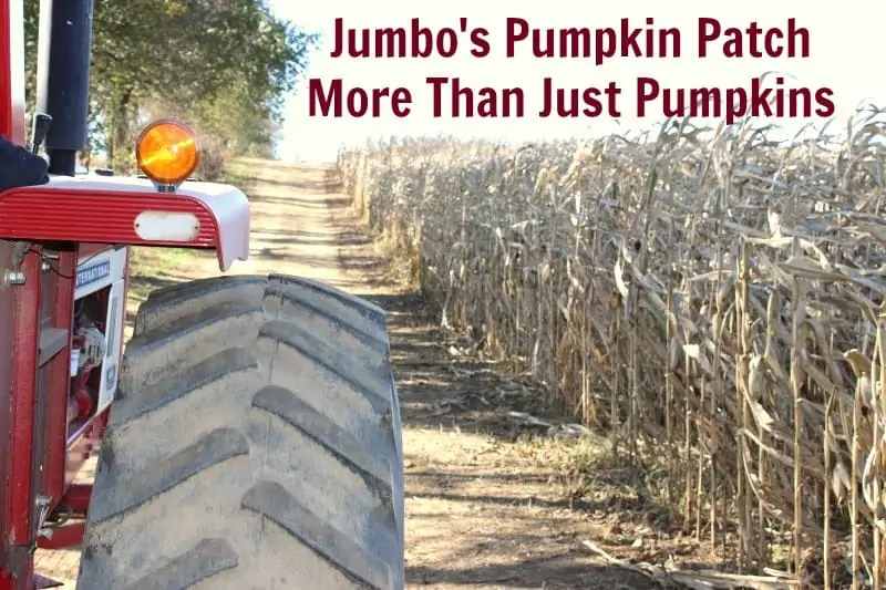 Jumbo's Pumpkin Patch - More Than Just Pumpkins