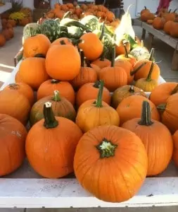 Jumbo's Pumpkin Patch: Your Inexpensive, Family Fun is Here!