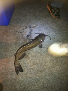 Caught a catfish at Brunswick Family Campground