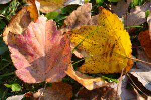 Fall in Downtown Frederick Maryland