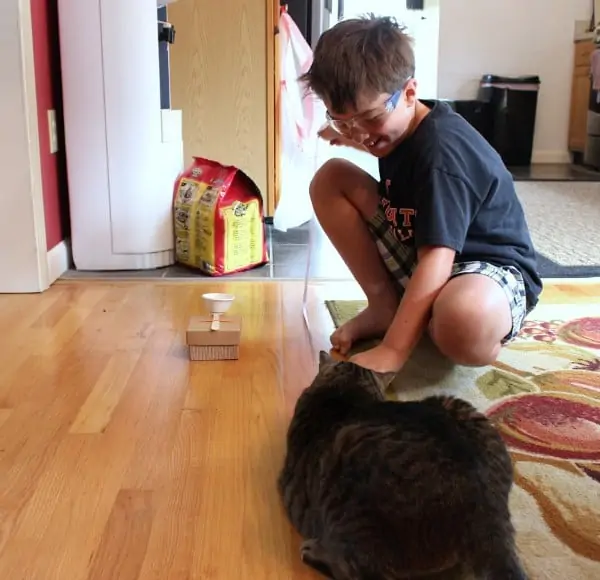 Box Catapult - The cat getting in on the action