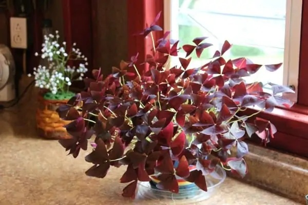 Thriving plants in Shirley's potting shed