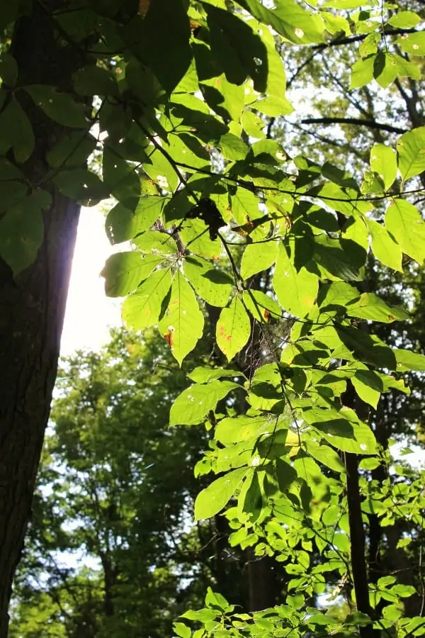 Cunningham Falls State Park: Get Back In Touch With Nature