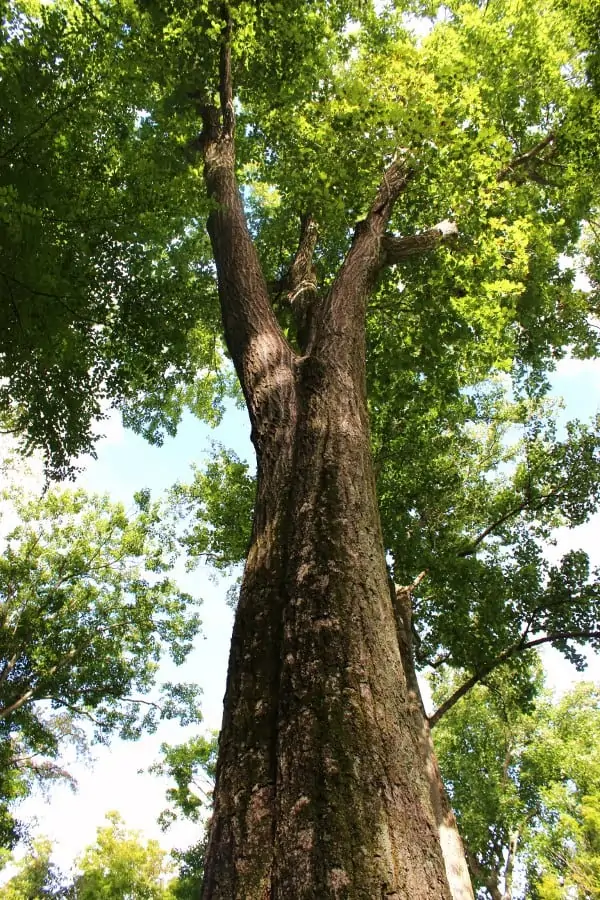 Cunningham Falls State Park: Get Back In Touch With Nature