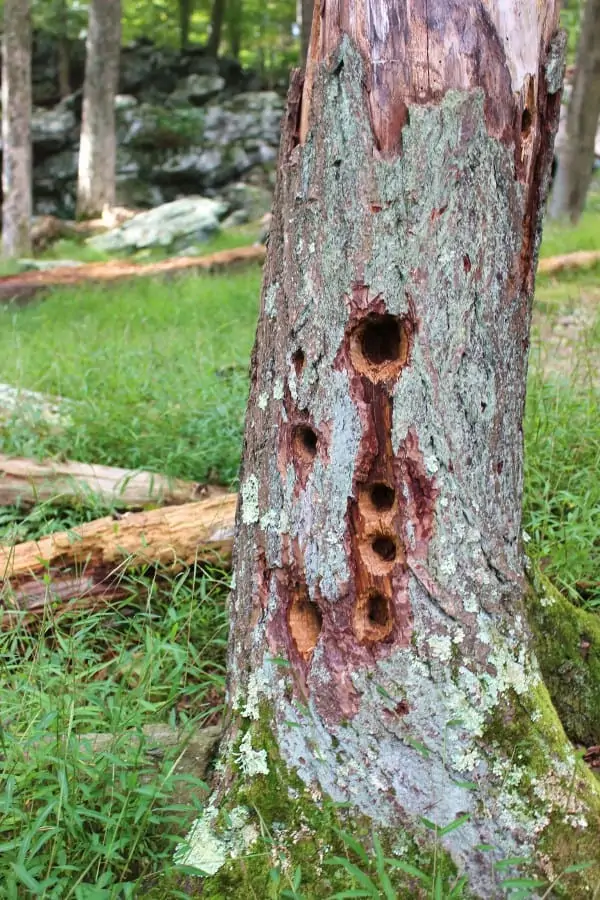 Cunningham Falls State Park: Get Back In Touch With Nature