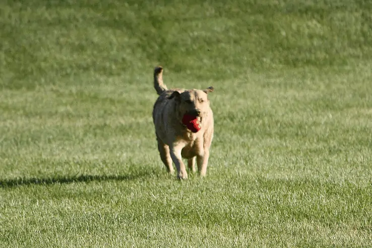 Chesapeake Bay Retrievers require a lot of exercise
