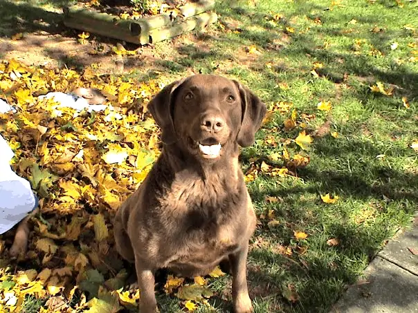 Our Chesapeake Bay Retriever, Hunter