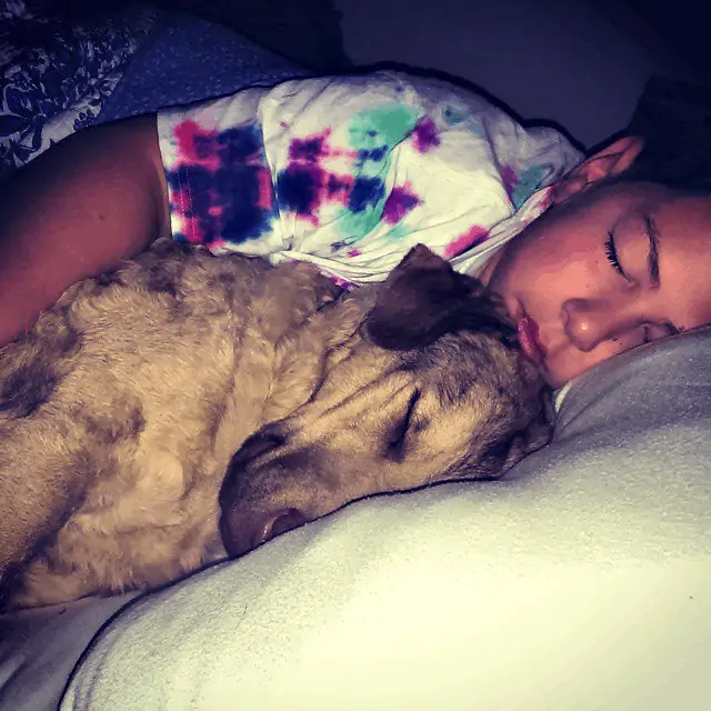 Our son in bed with our Chesapeake Bay Retriever, Stella