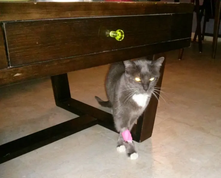 The-Cat-Lady-of-Frederick-Wants-You!