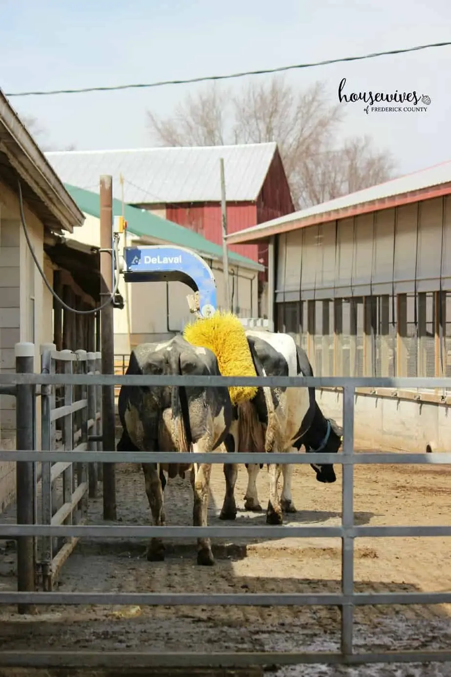 Cow Massage