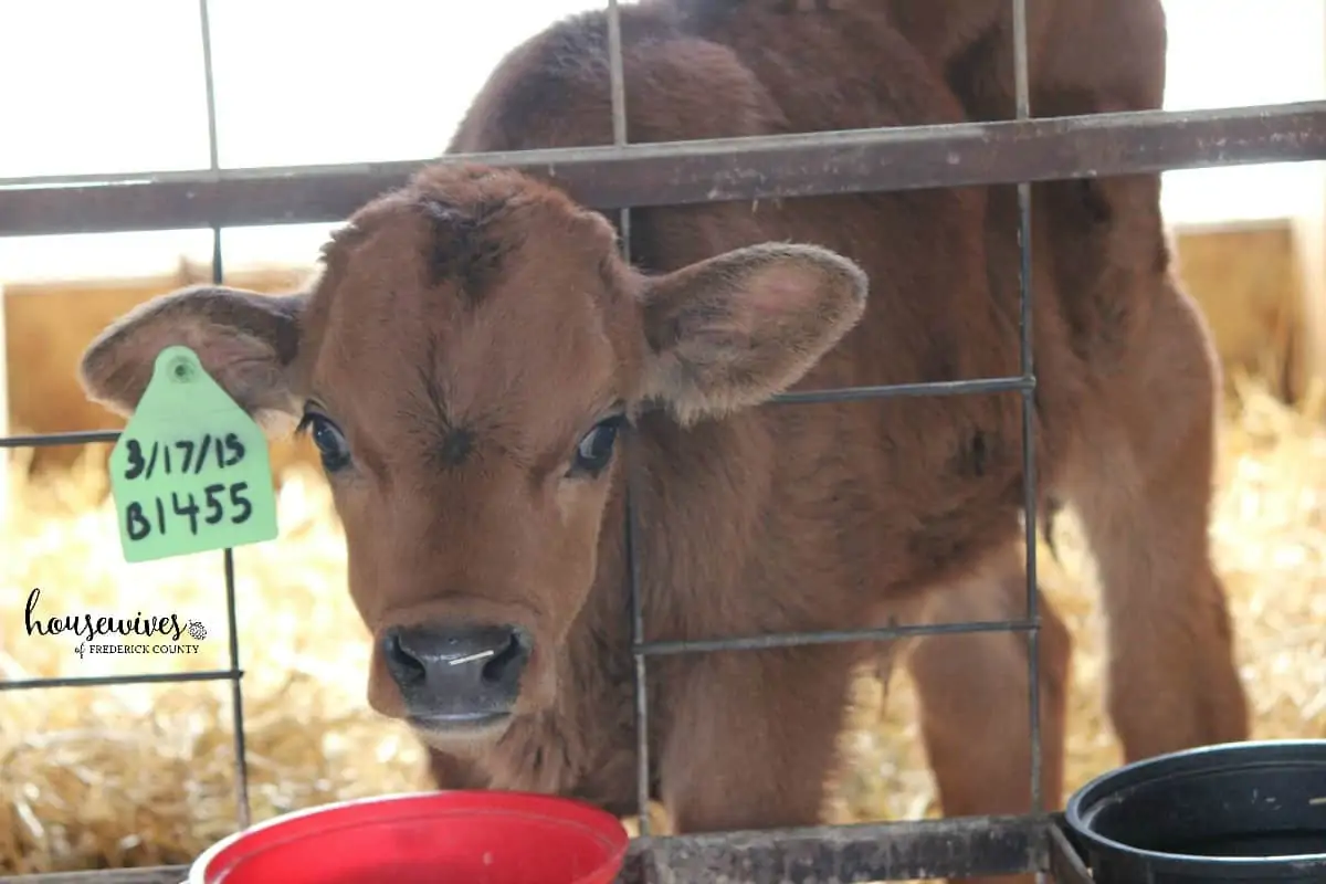 South Mountain Creamery - Cows, Ice Cream & More!