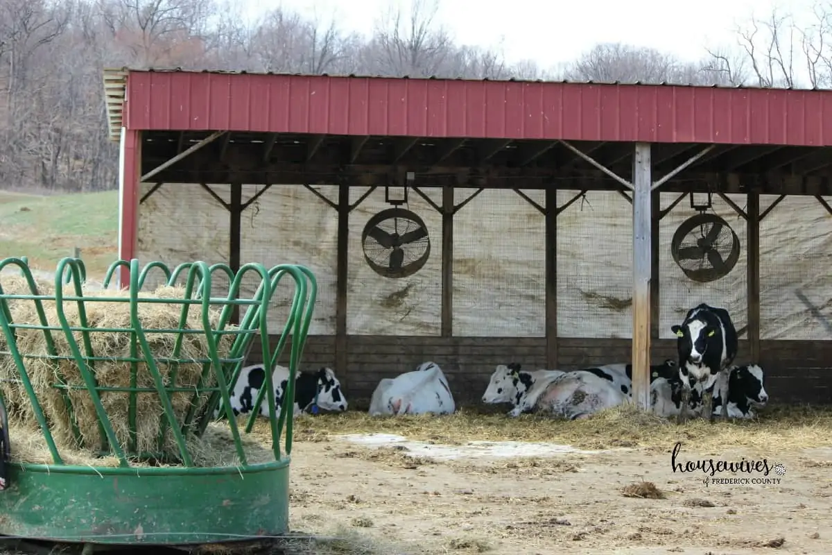 South Mountain Creamery - Cows, Ice Cream & More!