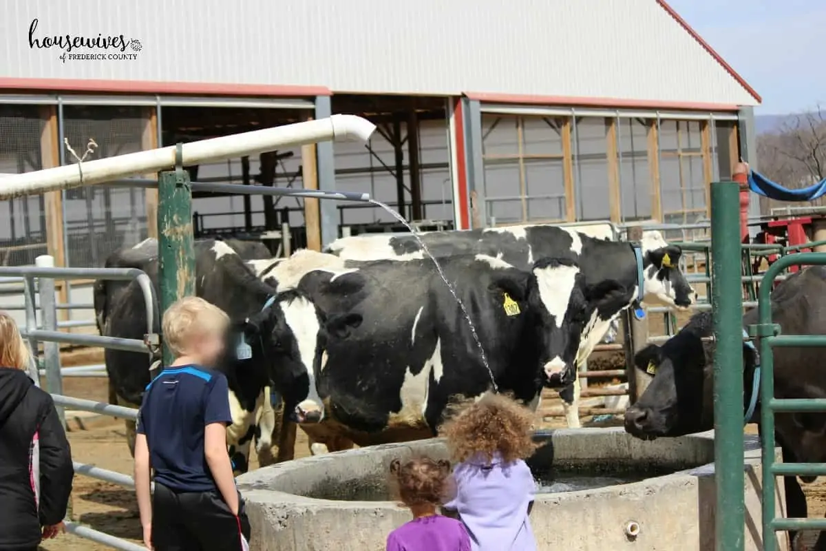 Cow Car Wash