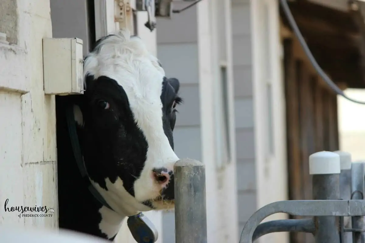 South Mountain Creamery - Cows, Ice Cream & More!