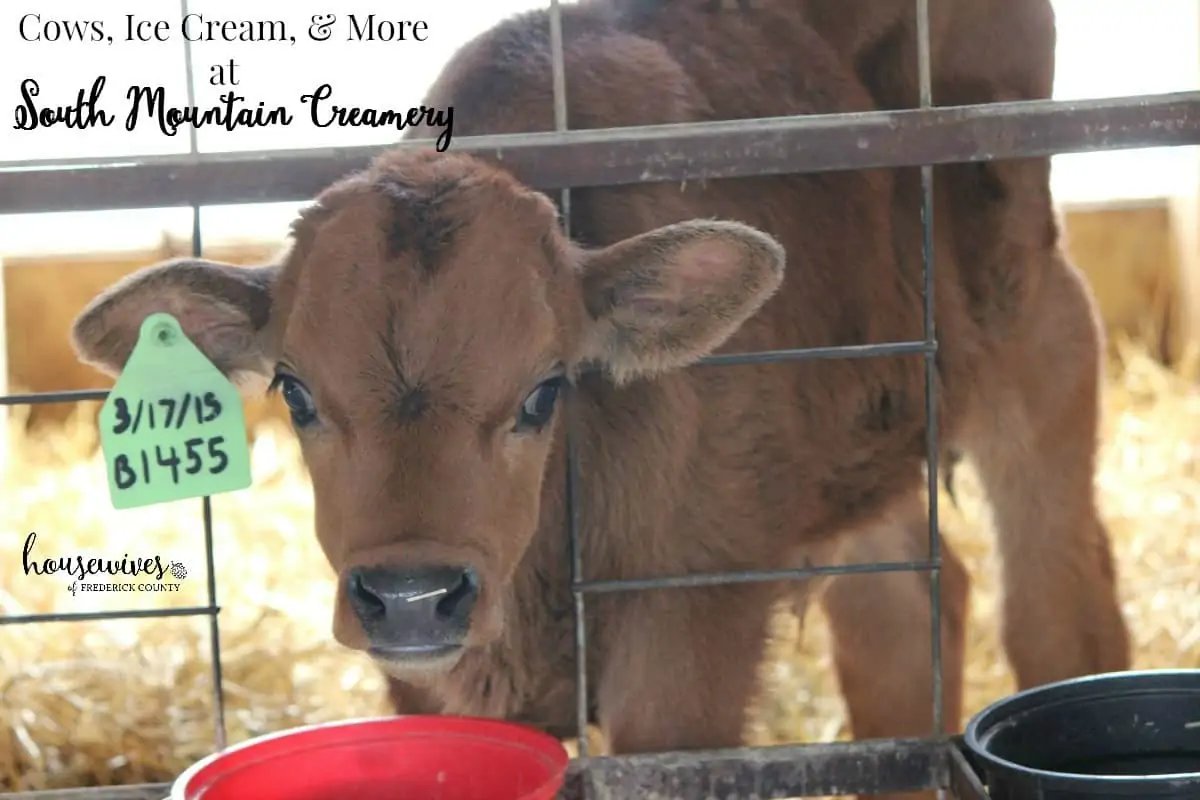 South Mountain Creamery - Cows, Ice Cream & More!