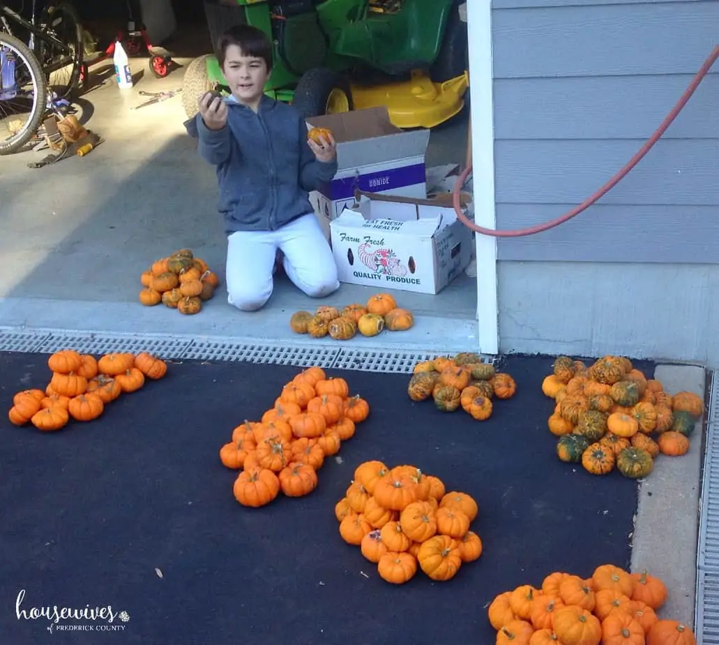 Gather your pumpkins