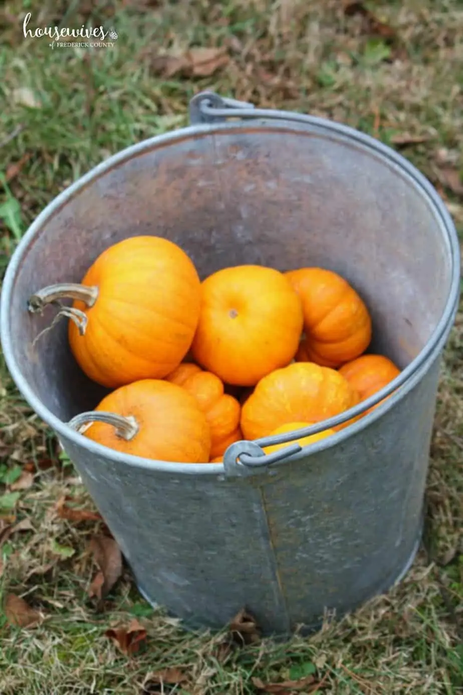 What is Pumpkin Chunkin?