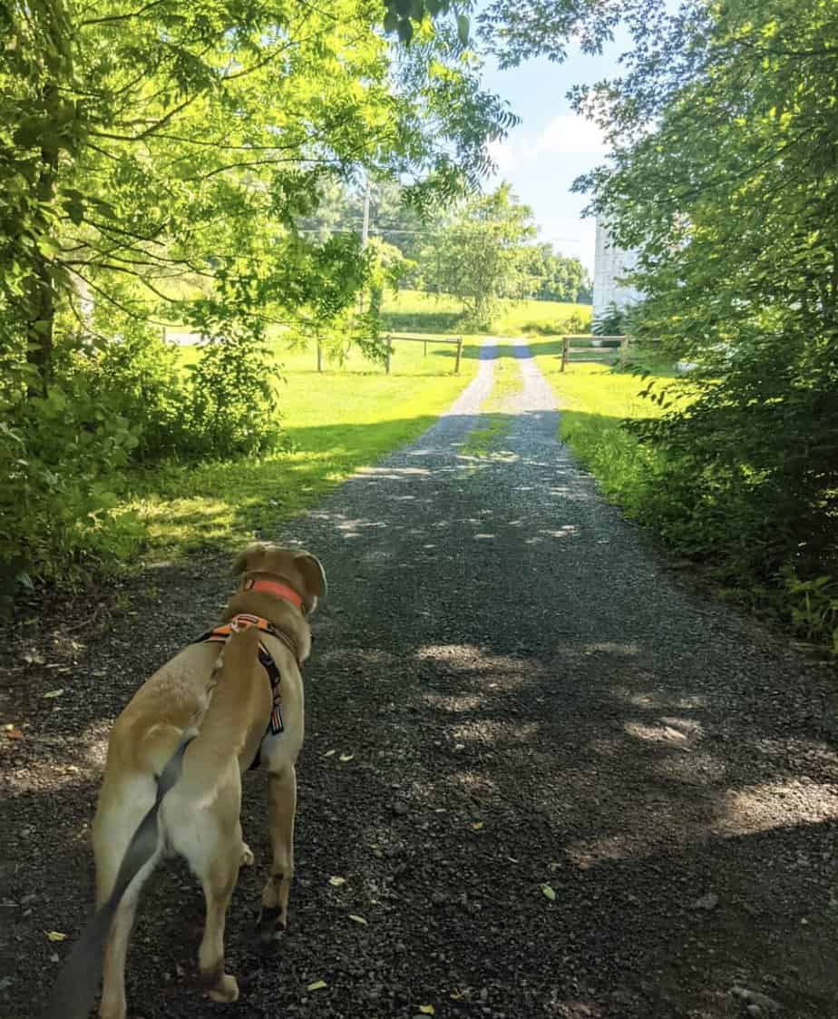 Benefits of Walking