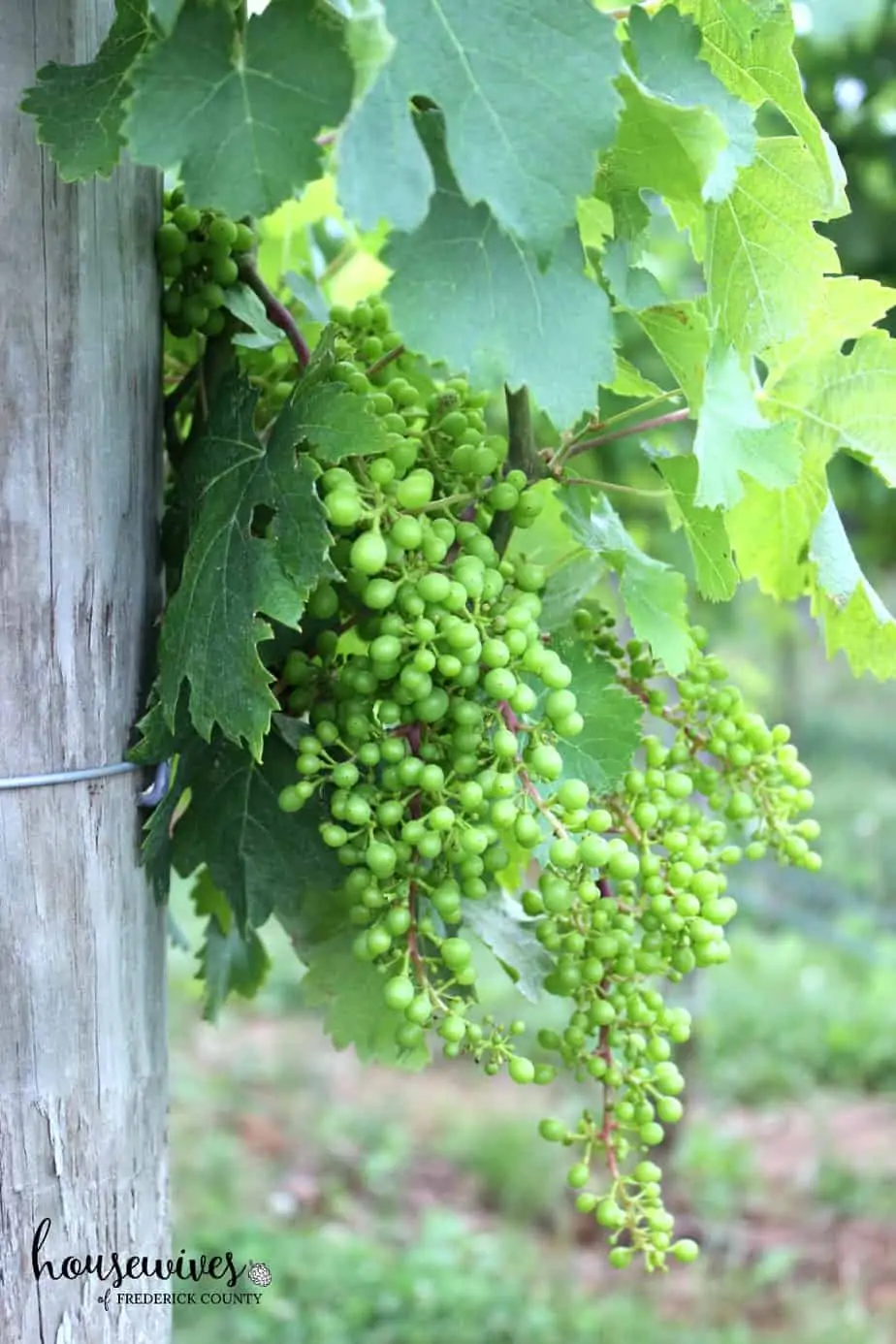 Vineyard Grapes