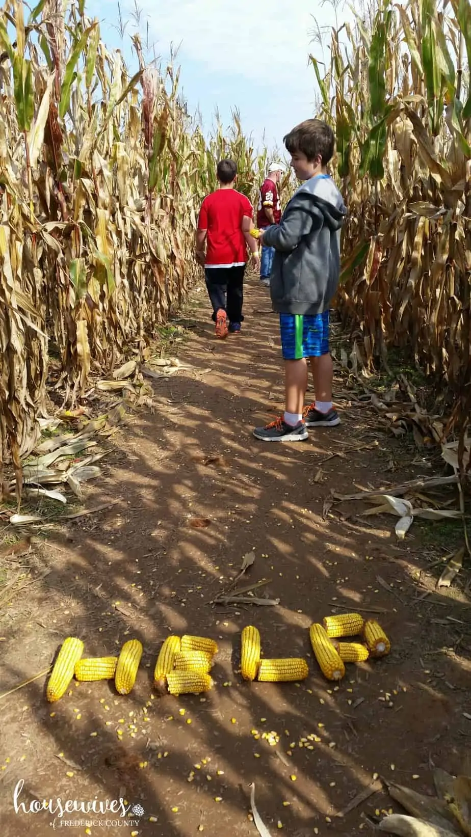 Corn Maze