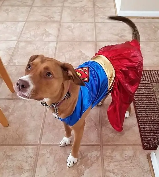 National Dress Up Your Pet Day: 4 Important Do's