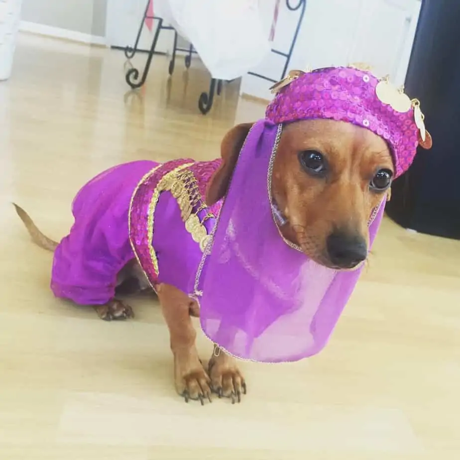 National Dress Up Your Pet Day: 4 Important Do's