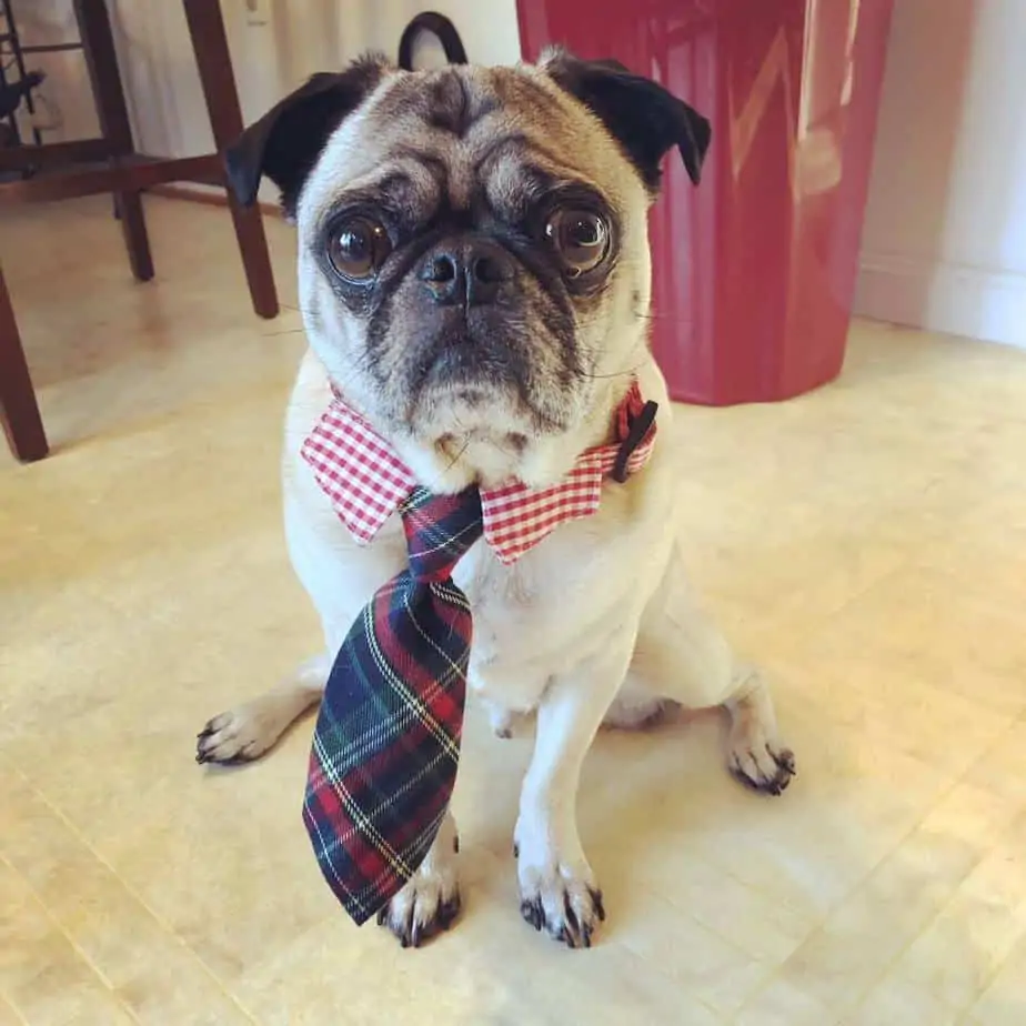 Pet Clothes: The Do's of Dressing Up Your Pet