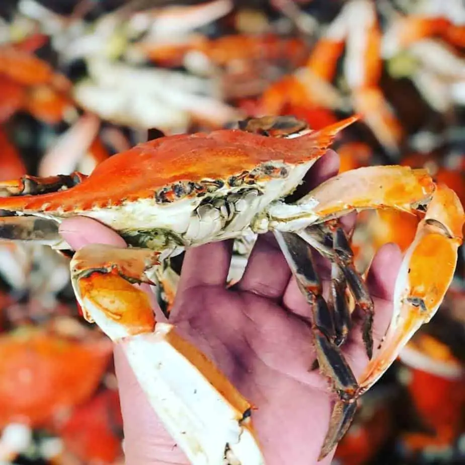 Best Steamed Crabs in Frederick, Md