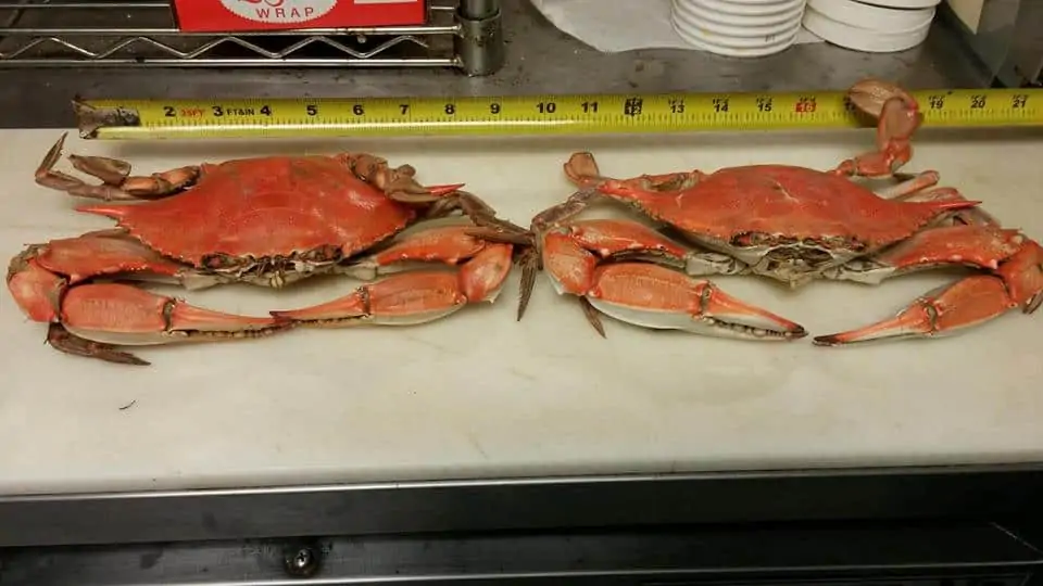 Best Steamed Crabs in Frederick, Md