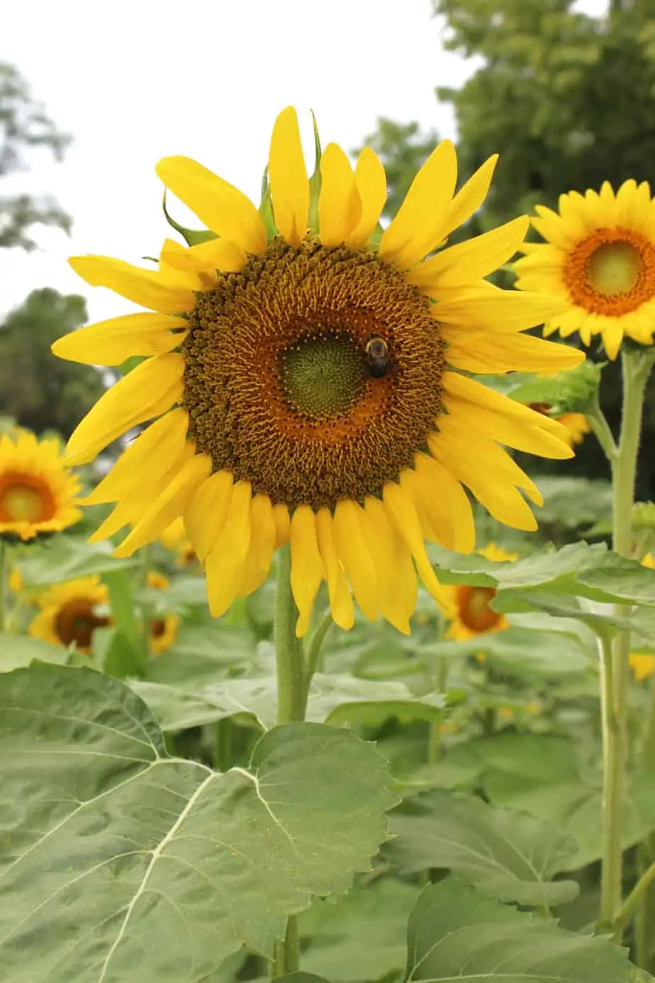 Sunflowers at Valley View Acres: Scenic Views in Middletown, Md