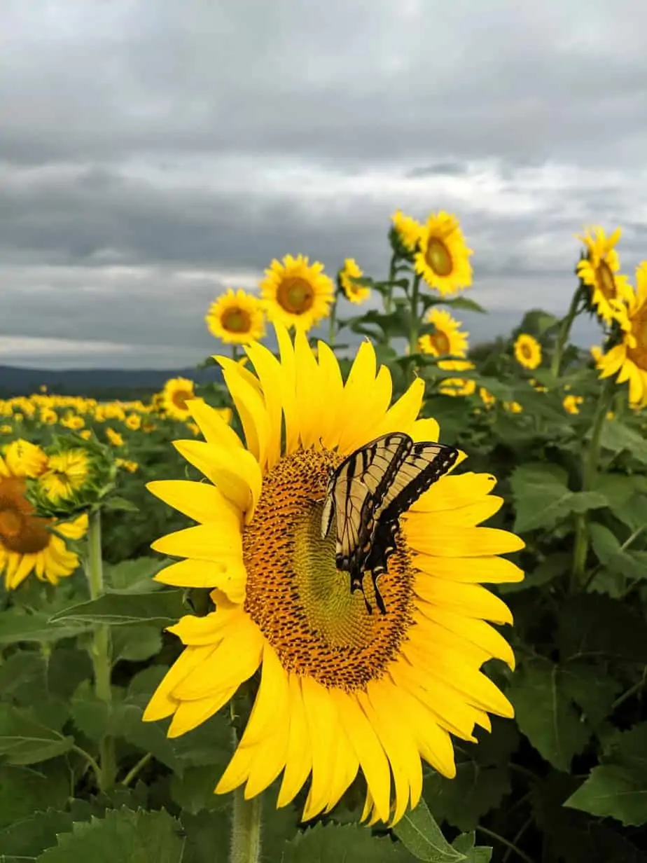 Sunflowers at Valley View Acres: Scenic Views in Middletown, Md