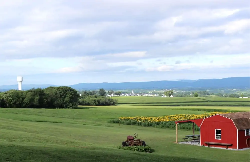 Sunflowers at Valley View Acres: Scenic Views in Middletown, Md