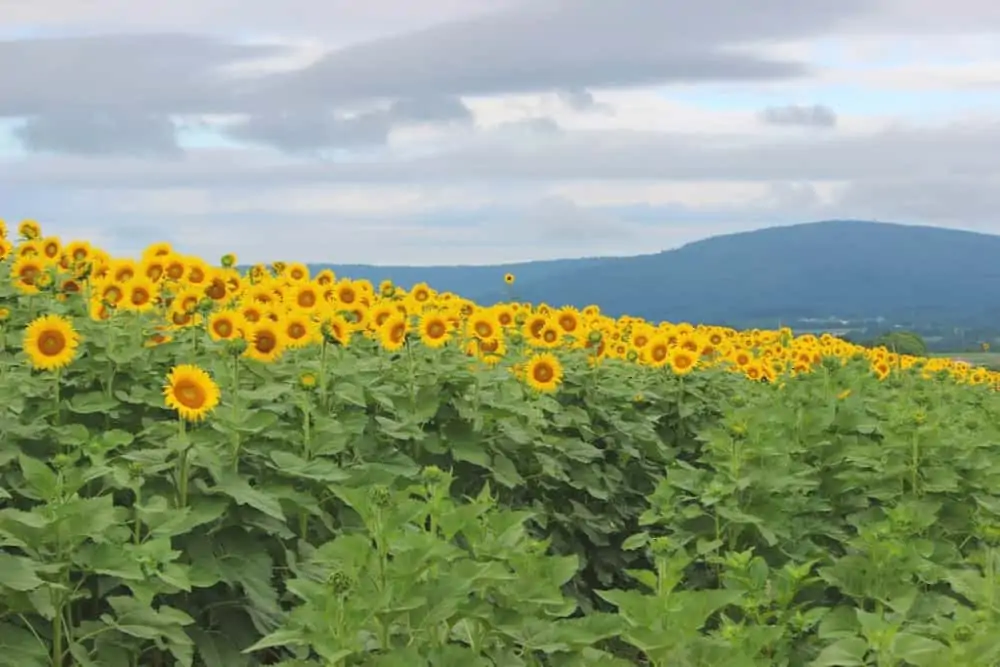 Sunflowers at Valley View Acres: Scenic Views in Middletown, Md