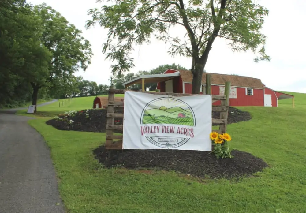 Sunflowers at Valley View Acres: Scenic Views in Middletown, Md