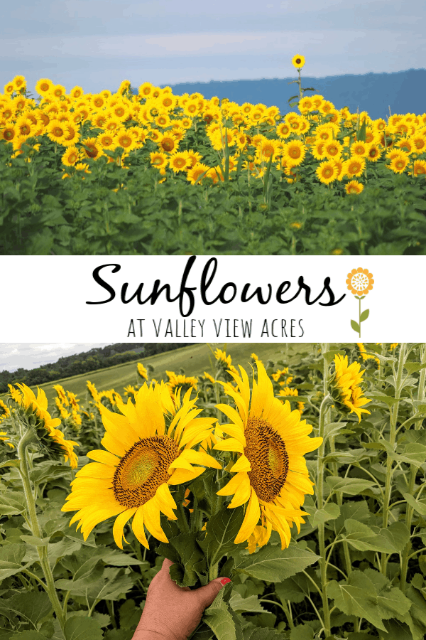 Sunflowers at Valley View Acres: Scenic Views in Middletown, Md