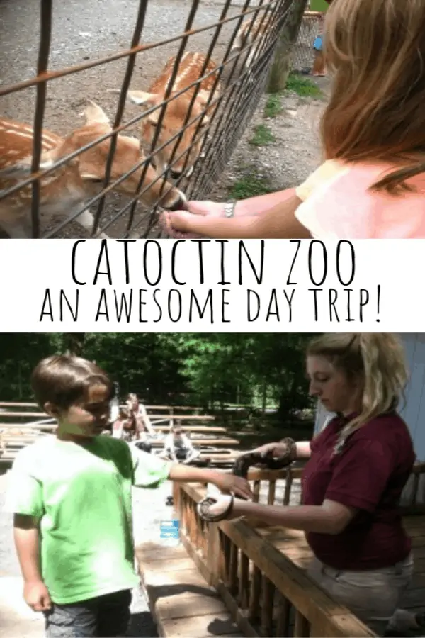 Catoctin Zoo: How To Have An Awesome Day Trip