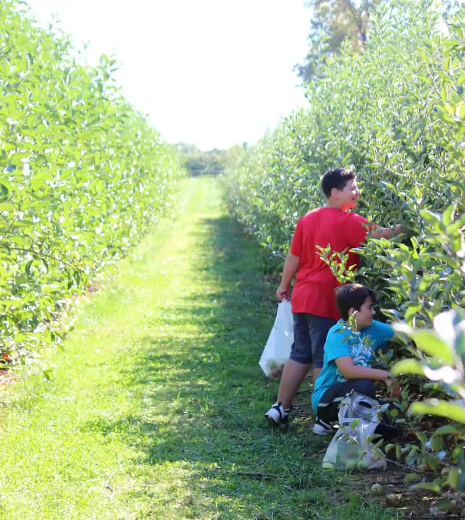 9 Popular Apple Picking Farms in the Frederick, Md Area