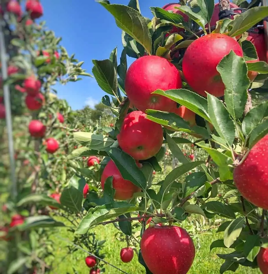 9 Popular Apple Picking Farms in the Frederick, Md Area