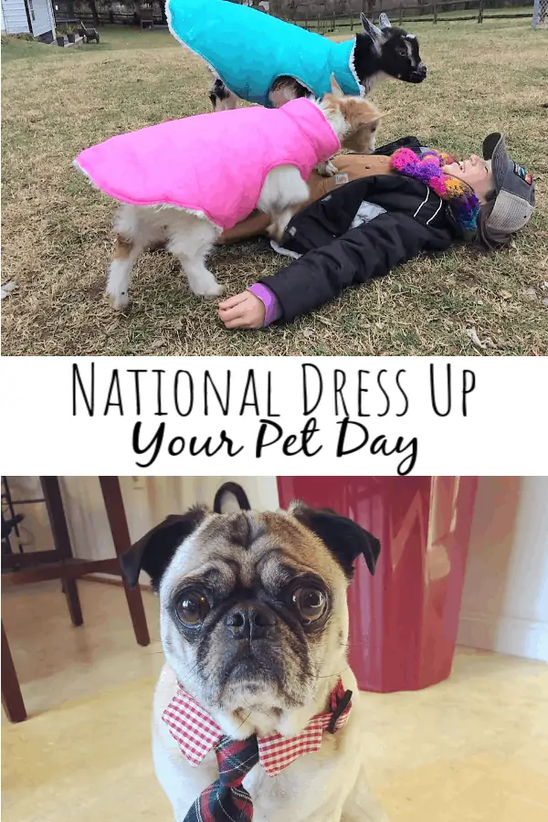 National Dress Up Your Pet Day: 4 Important Do's